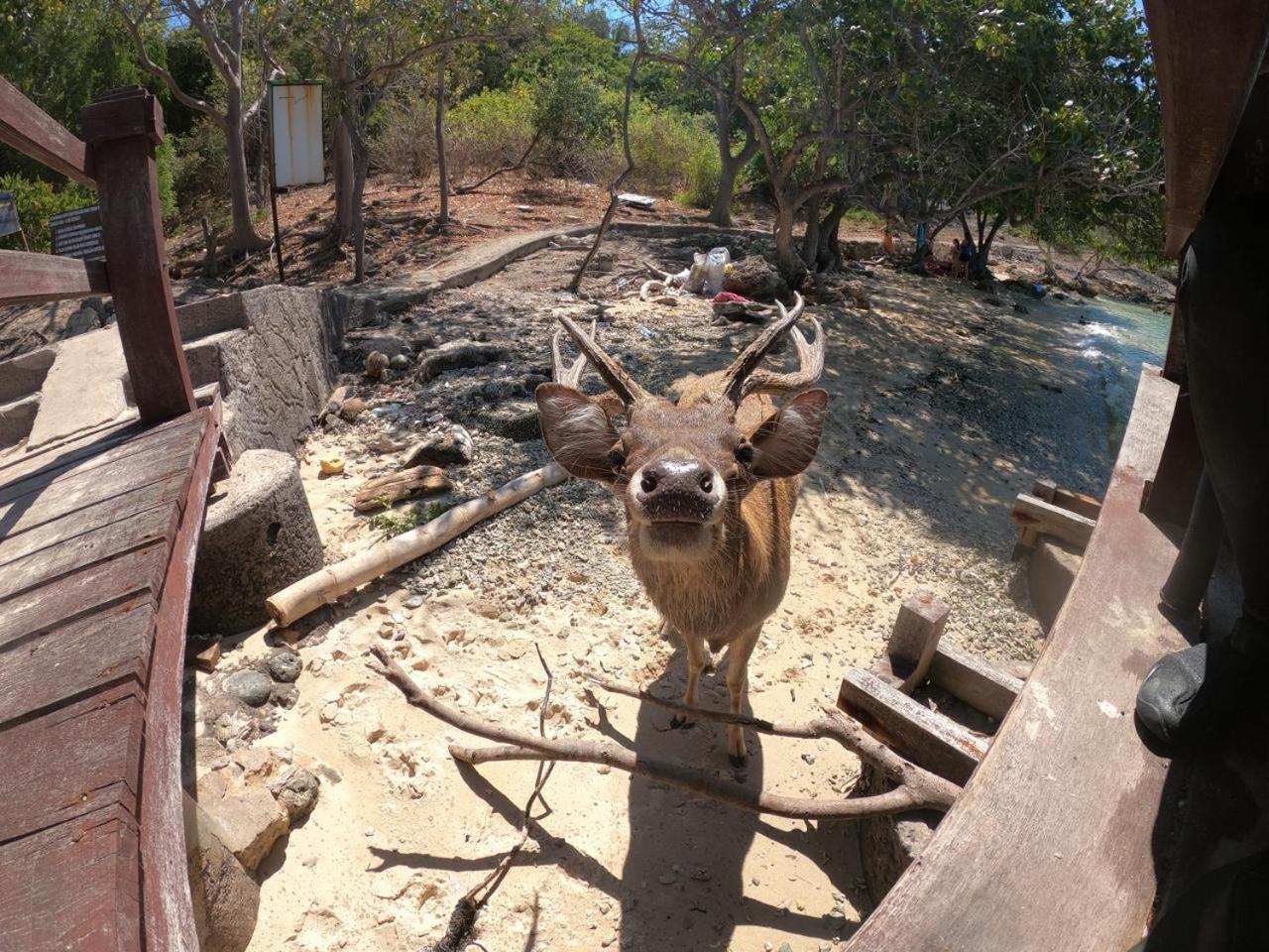 Badini Homestay Pemuteran Buitenkant foto